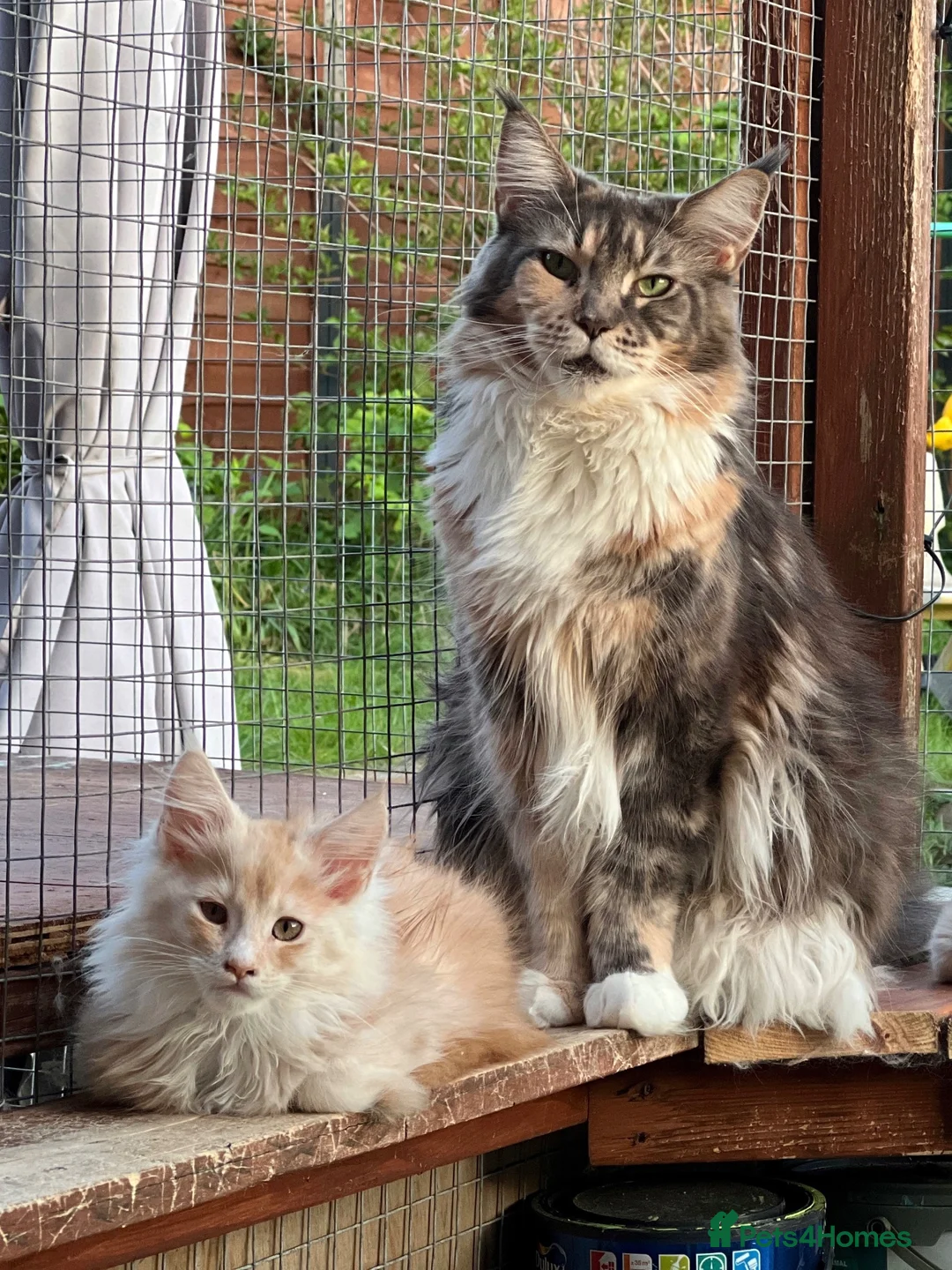 Maine Coon cats for sale: Pedigree Maine Coon Ex Queen - Advert 7