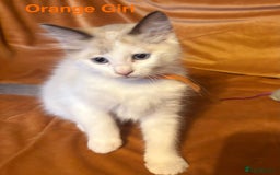 Ragdoll cats for sale: Adorable pure Ragdoll kittens boys and girls - Image 33