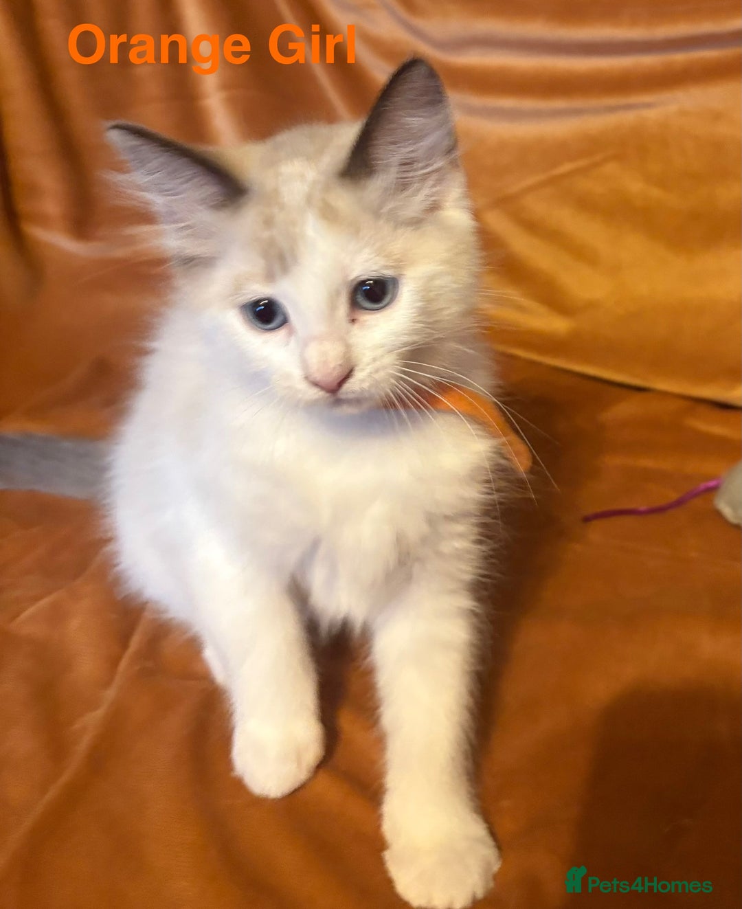 Ragdoll cats for sale: Adorable pure Ragdoll kittens boys and girls - Image 33