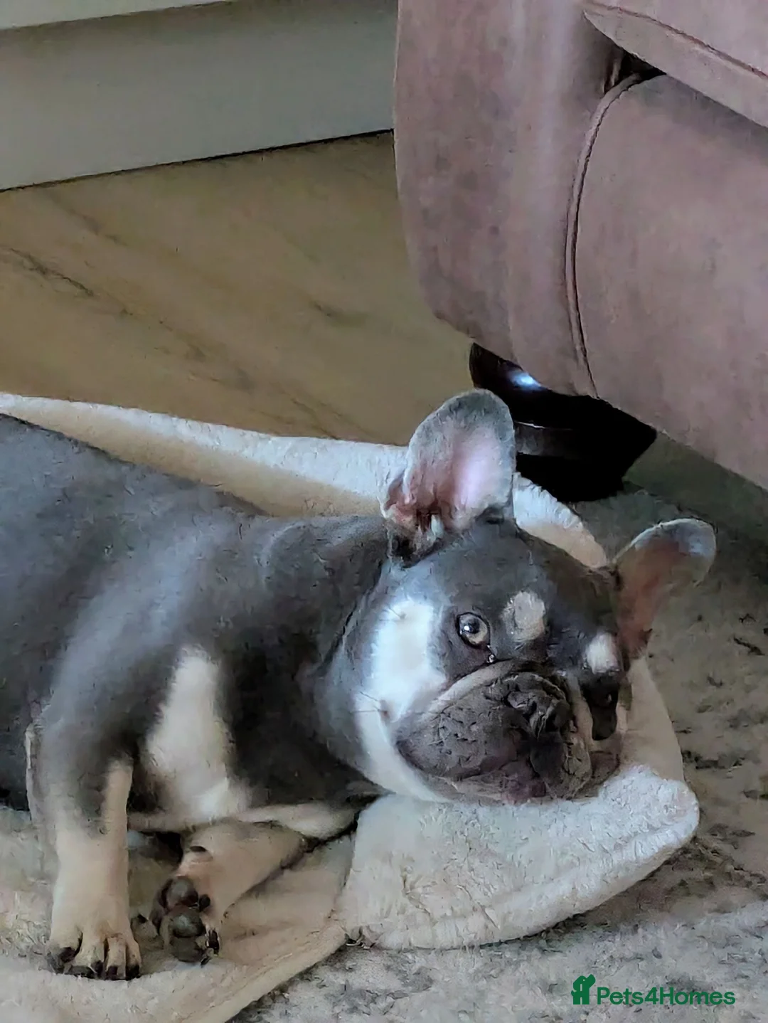 French Bulldog dogs for sale: 5 year old lilac french bulldog  in Tilbury - Advert 2