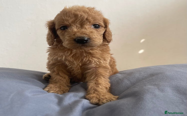 Cockapoo dogs - Advert 15