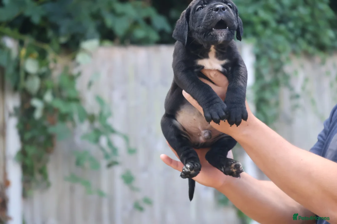 Presa Canario dogs for sale: World class presa canarios  - Advert 2