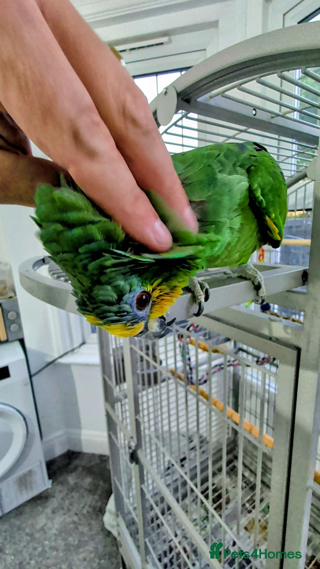 Parrots birds for sale: Amazon parrot  in Clacton-on-Sea - Advert 9