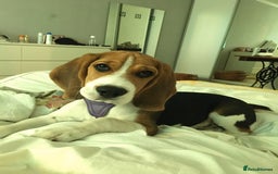 Beagle dogs for stud: Pure beagle for stud  in Warwick - Image 17
