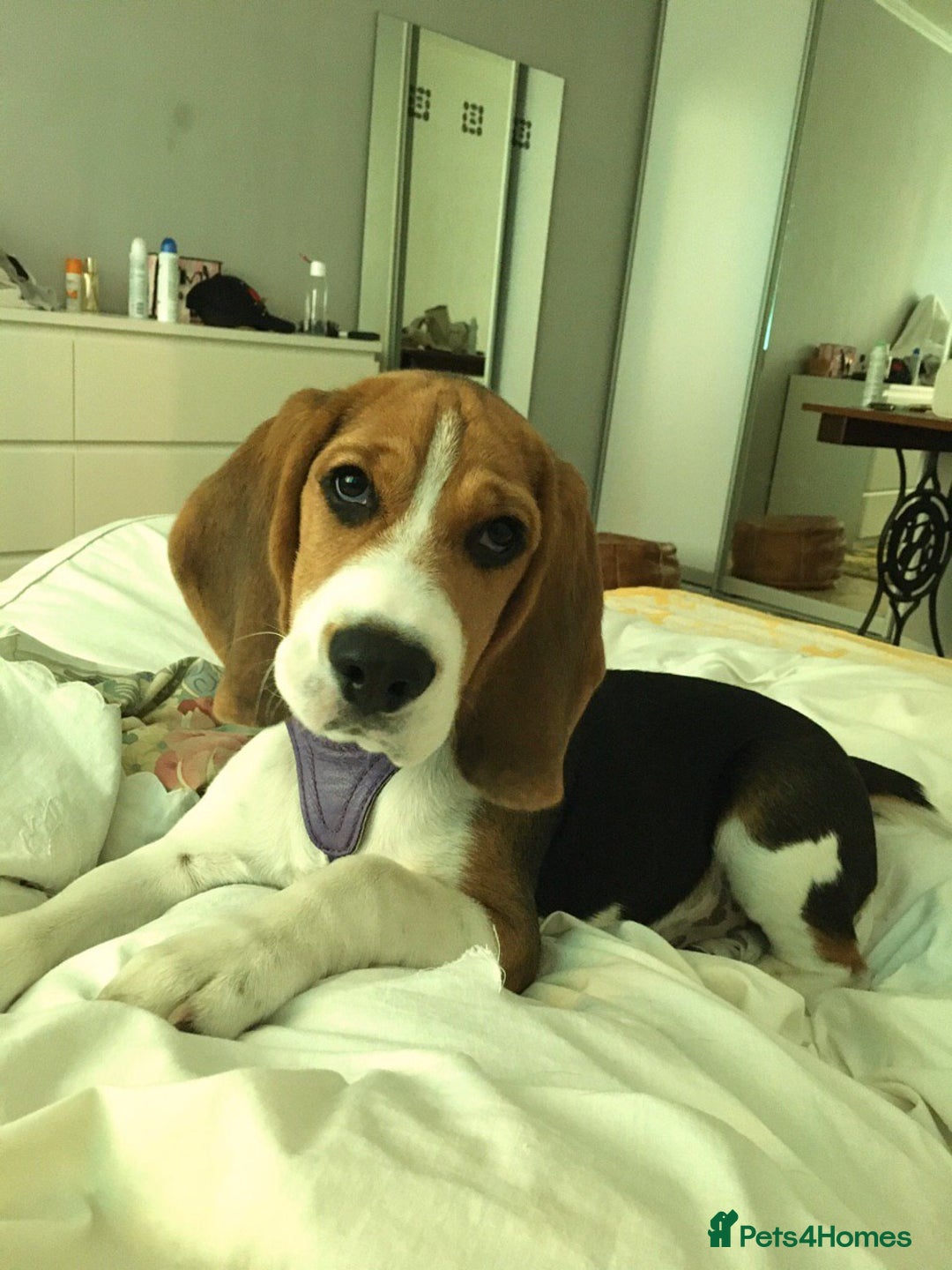 Beagle dogs for stud: Pure beagle for stud  in Warwick - Image 17