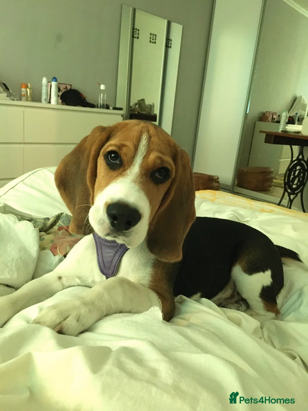 Beagle dogs for stud: Pure beagle for stud  in Warwick - Advert 17