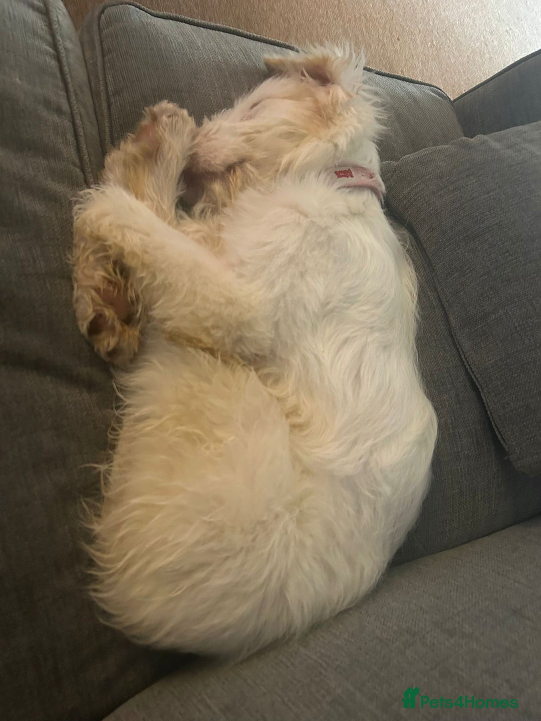 Italian Spinone dogs for sale: Bingo - Image 4