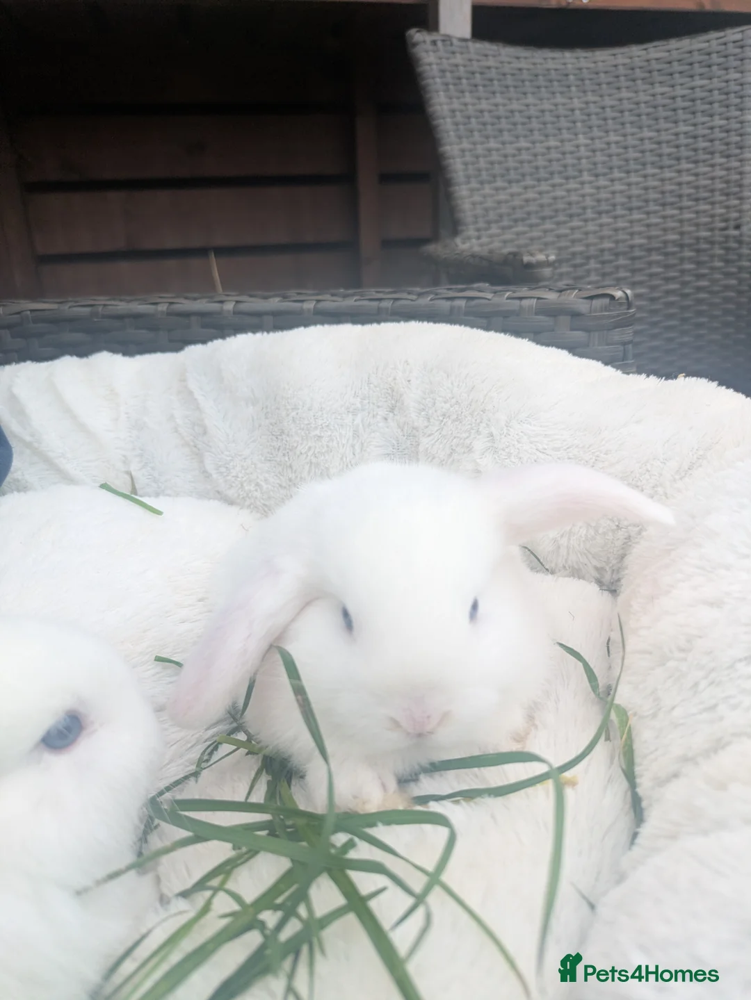 Mixed Breed rabbits for sale: Gorgeous Rabbits  - Advert 8