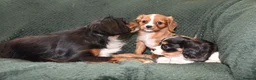 Cavalier King Charles Spaniel dogs for sale: Two Cavalier King Charles Spaniel Females - Advert 5