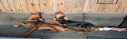 Mixed Breed dogs for adoption: James 1 Year Old Segugio Hound Gentle Sensitive • in Sleaford - Advert 8
