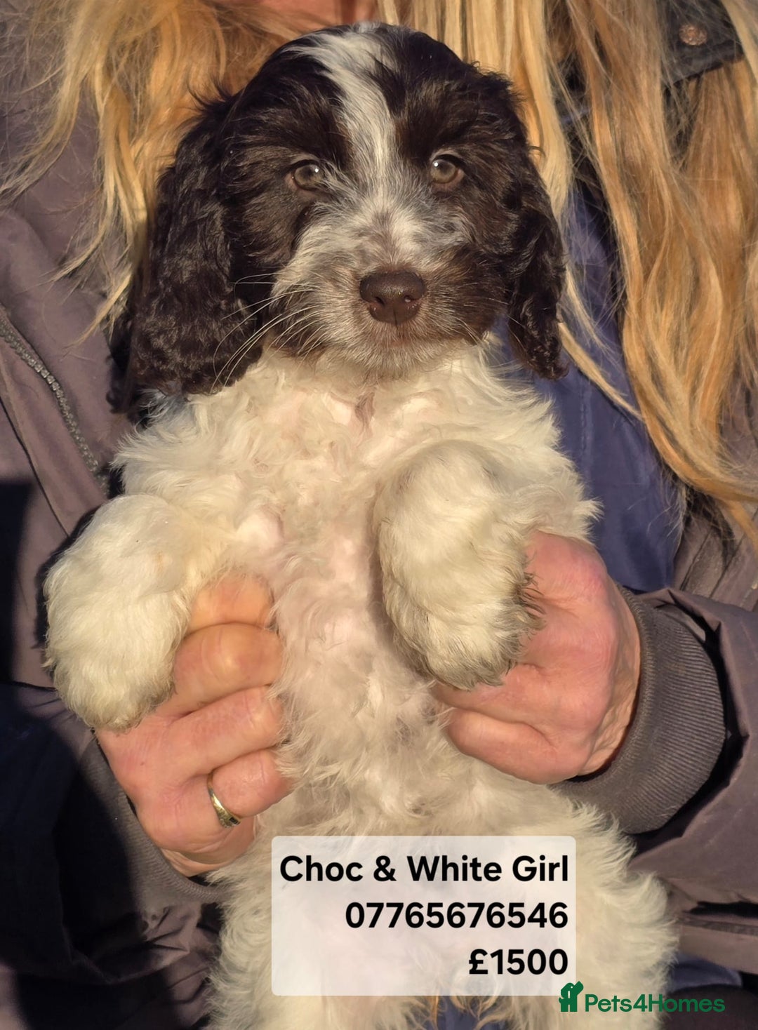 Cockapoo dogs for sale: Quality Cockapoo Puppies Licenced Domestic Breeder - Advert 1