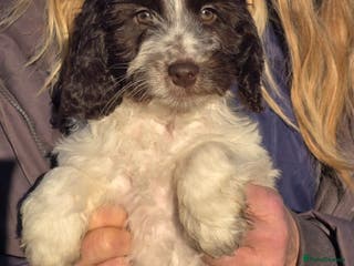 Cockapoo dogs Quality Cockapoo Puppies Licenced Domestic Breeder - Advert 16