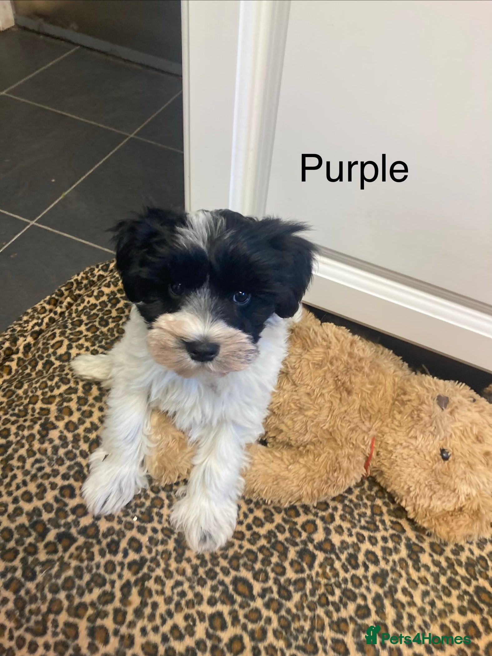 Miniature Schnauzer dogs  ❤️PARTI MINIATURE SCHNAUZER GIRLS  - Advert 4