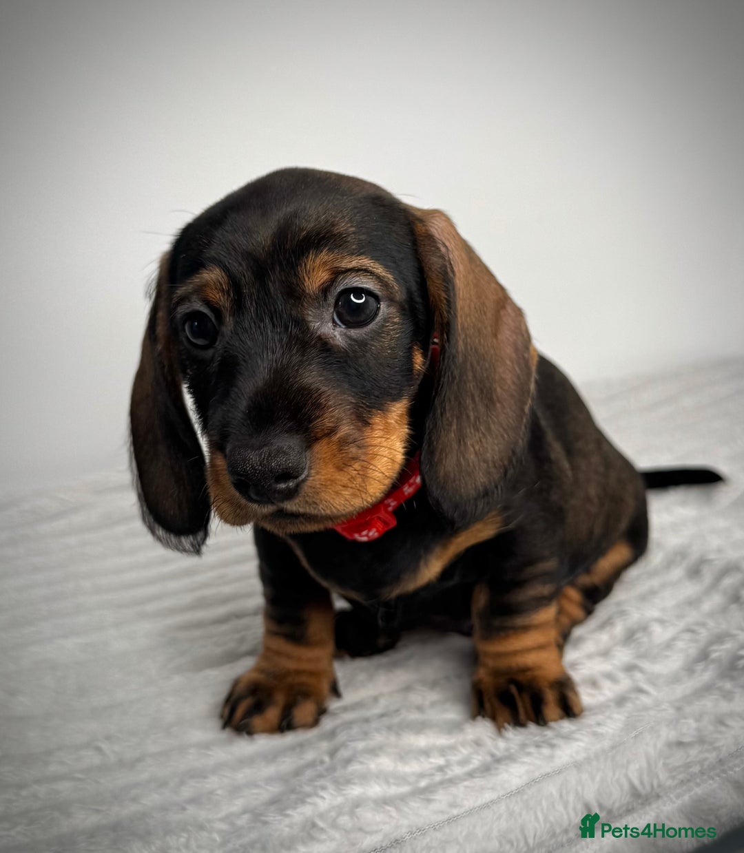 Miniature Dachshund dogs for sale: KC Reg Wire Haired Miniature Dachshund Puppies  - Advert 16