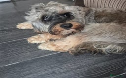 Cockapoo dogs for sale: Female Cockapoo - Image 1
