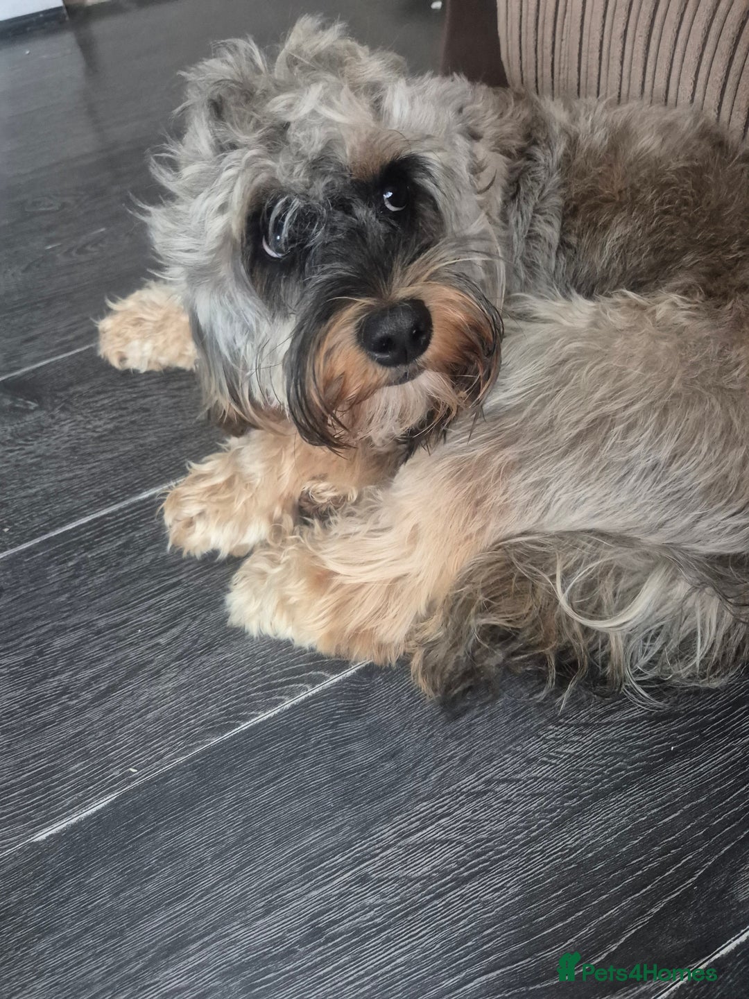 Cockapoo dogs for sale: Female Cockapoo - Image 1