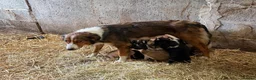 Mixed Breed dogs for sale: Welsh Sheepdog Cross Puppies - Advert 3