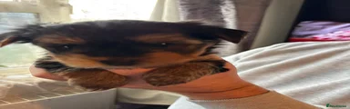 Yorkshire Terrier Puppy 2