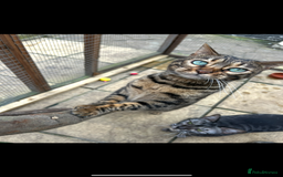 Bengal cats for sale: Stunning female tica reg Bengal  - Image 2