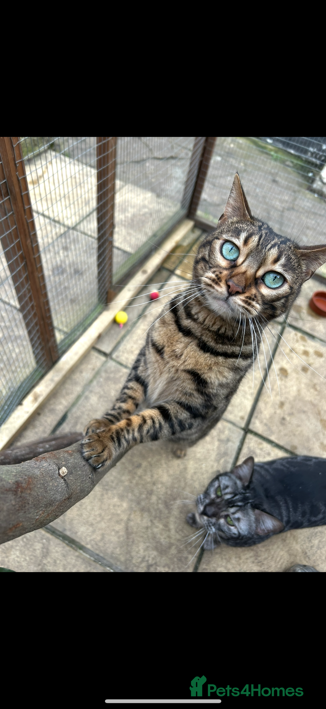 Bengal cats for sale: Stunning female tica reg Bengal  - Image 2