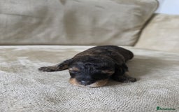 Toy Poodle dogs for sale: KC Tiny Perfect phantom poodles + colours  - Image 3