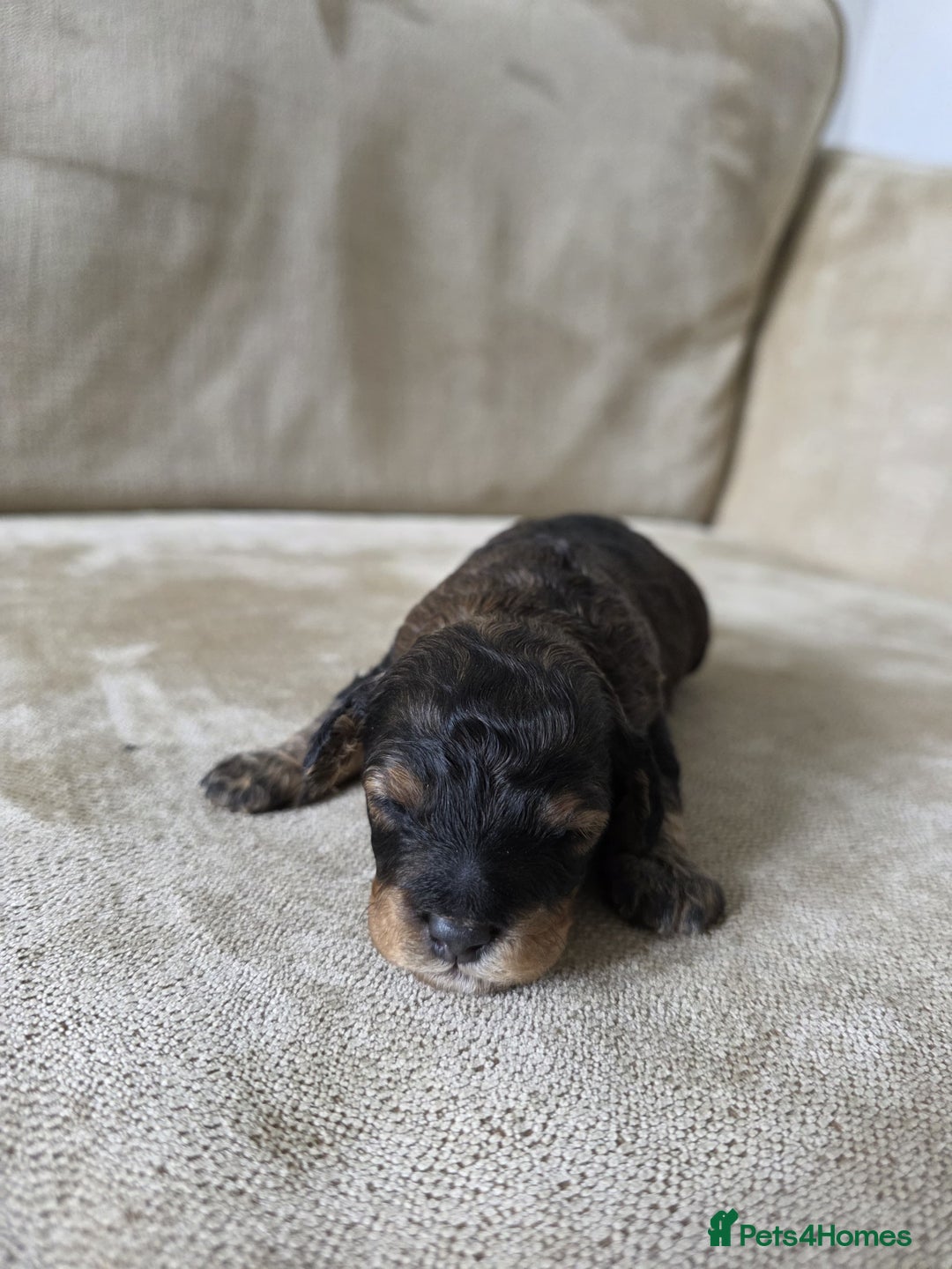 Toy Poodle dogs for sale: KC Tiny Perfect phantom poodles + colours  - Image 3
