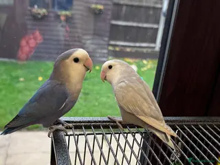 Lovebirds birds Love birds - Advert 1