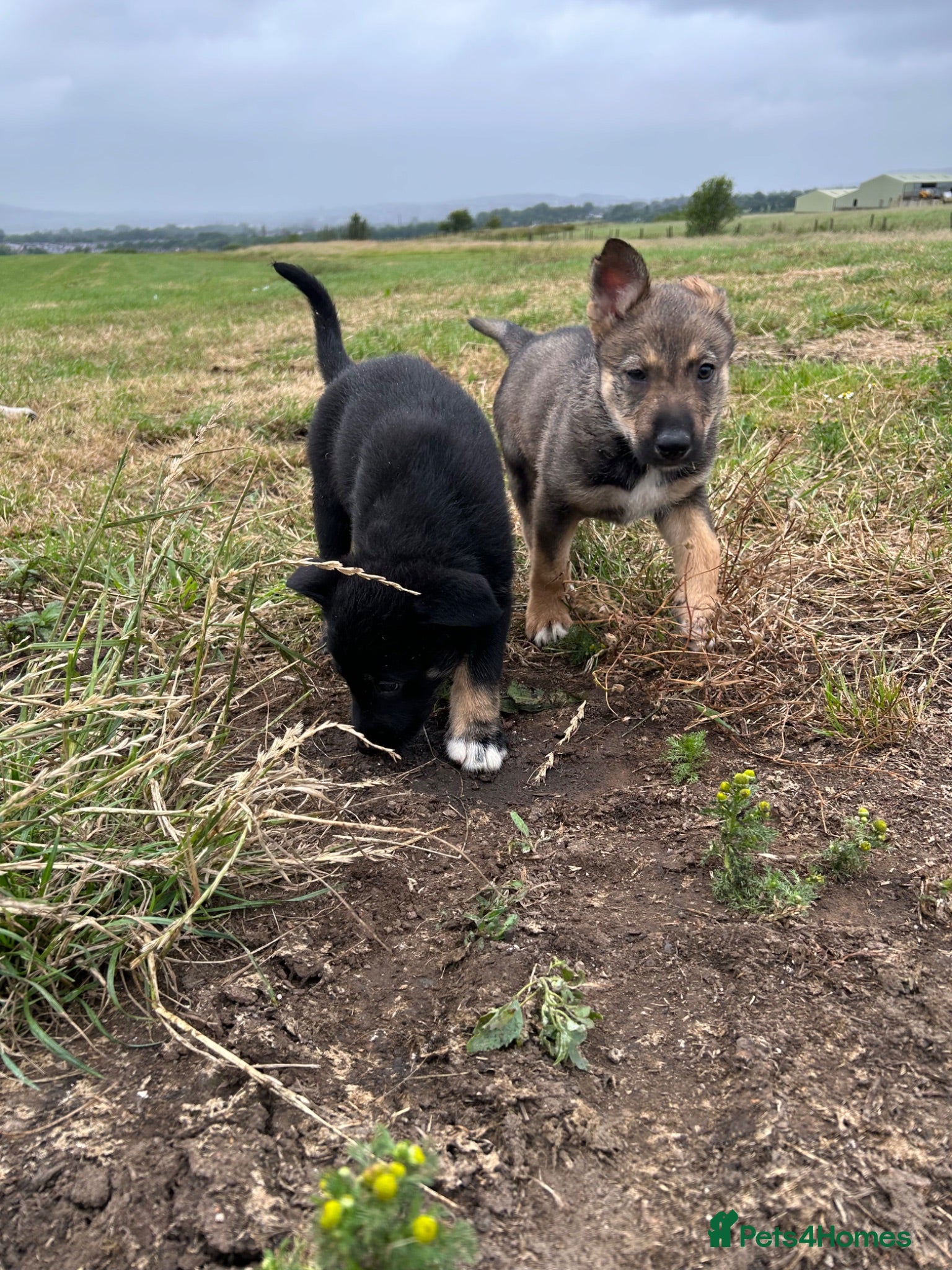 Mixed Breed dogs Last girls remaining BorderColliesxGermanshepherds - Advert 1