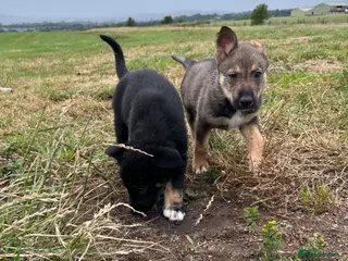 Mixed Breed dogs Last girls remaining BorderColliesxGermanshepherds - Advert 1