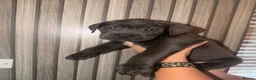 Cane Corso dogs for sale: Cane corso puppies  - Advert 11