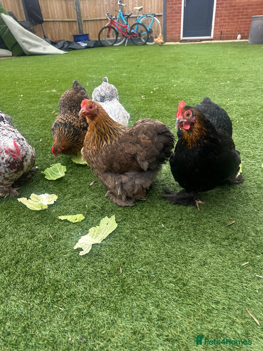 Chickens poultry for sale: 9 Batam Pekins  - Advert 12