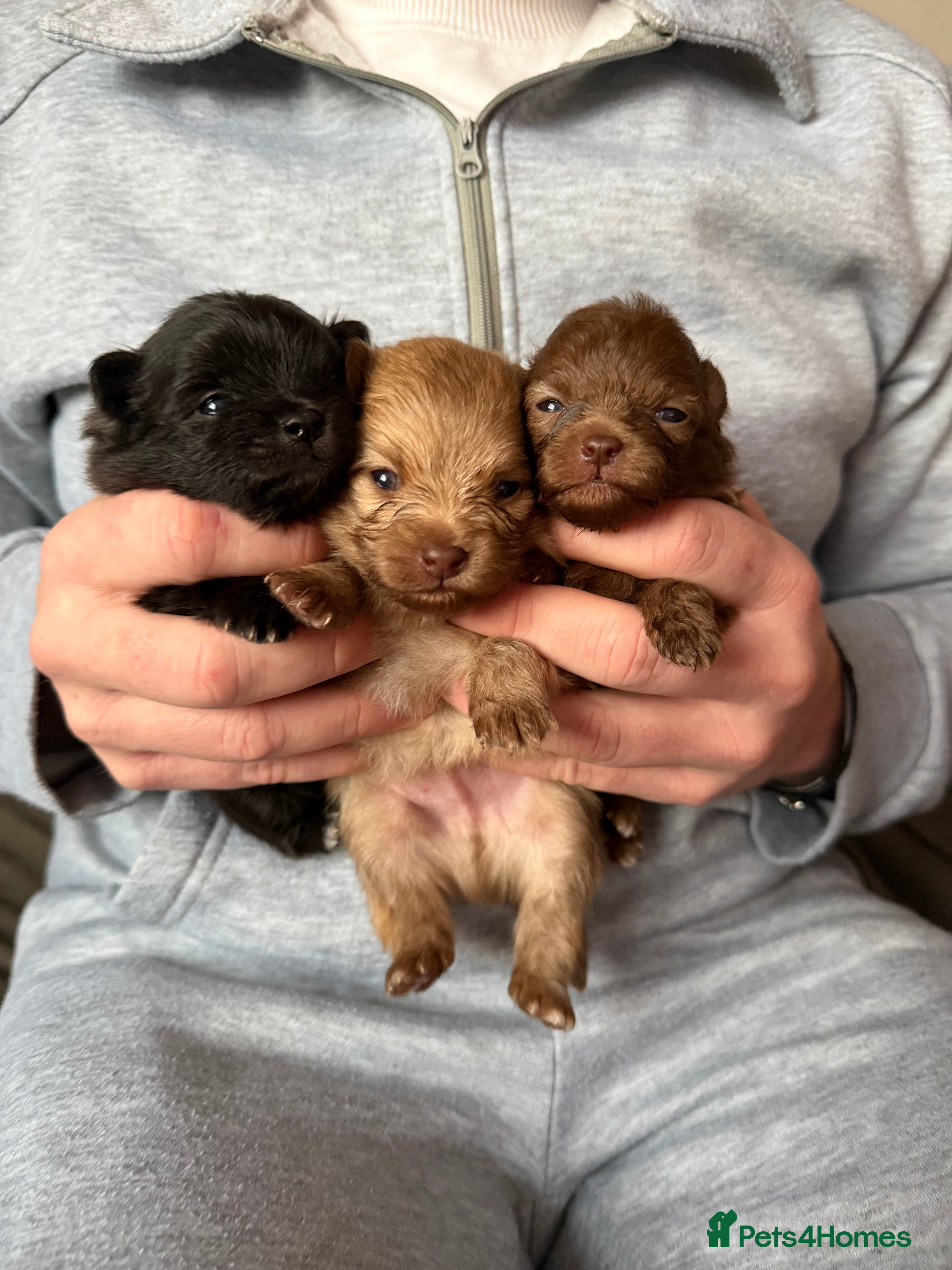 Pomeranian dogs Beatuful tiny Russian Pomeranian’s  - Advert 9