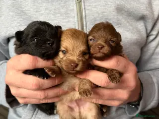 Pomeranian dogs Beatuful tiny Russian Pomeranian’s - Advert 9