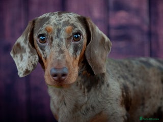 Miniature Dachshund dogs in Southport - Advert 23