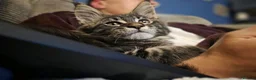 Maine Coon cats for sale: Five Beautiful Maine Coon Kittens - Advert 7