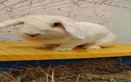 Beveren rabbits for sale: Star our fluffy white rabbit - Image 4