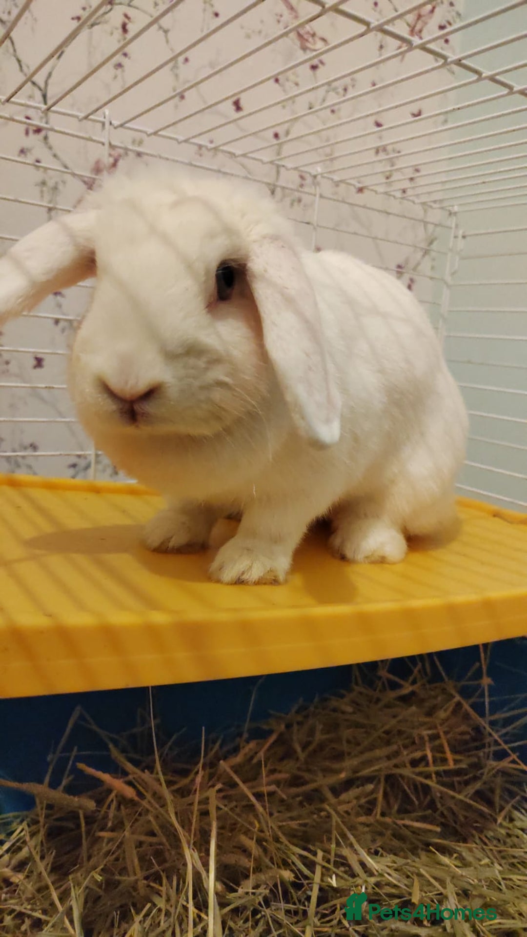 Beveren rabbits for sale: Star our fluffy white rabbit - Image 4