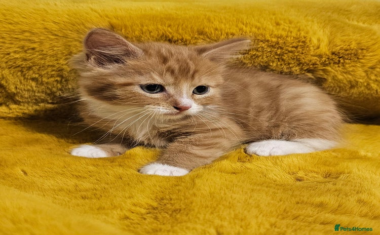 Maine Coon cats - Advert 13