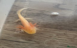 Axolotl reptiles for sale: 3 months old juvenile pink axolotls £22 in Welling - Image 7