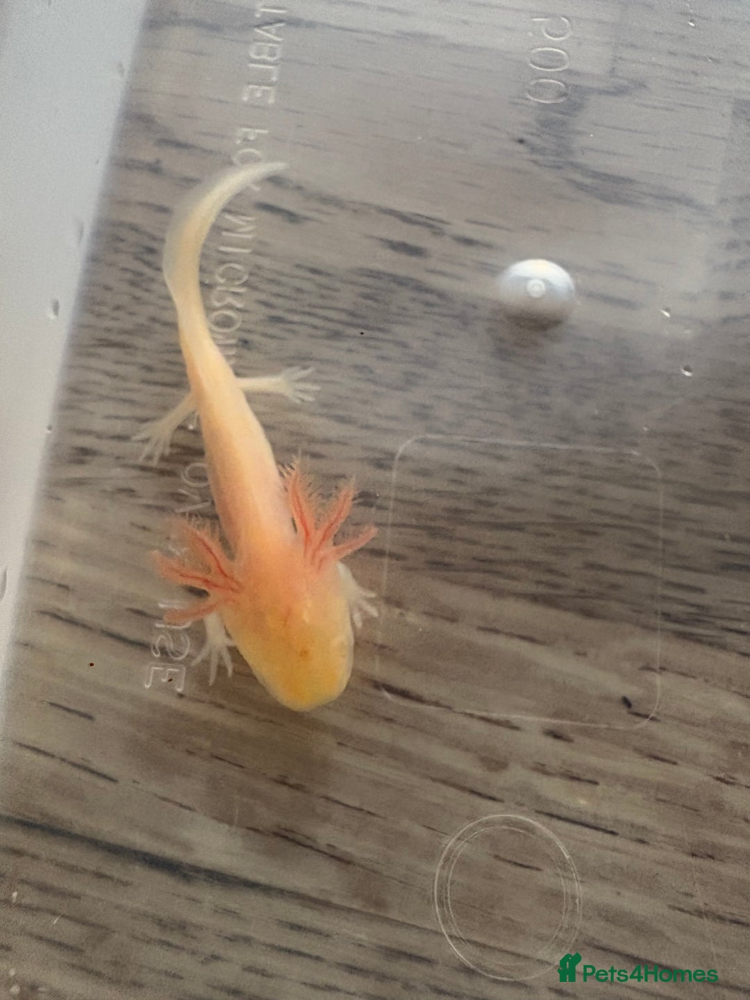 Axolotl reptiles for sale: 3 months old juvenile pink axolotls £22 in Welling - Image 7