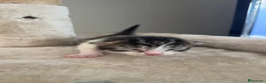 Domestic Shorthair Kitten 1