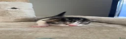 Domestic Shorthair cats for sale: 6 kittens  - Advert 12