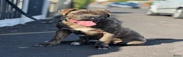 Cane Corso dogs for sale: Cane Corso puppy  in Birmingham - Advert 2