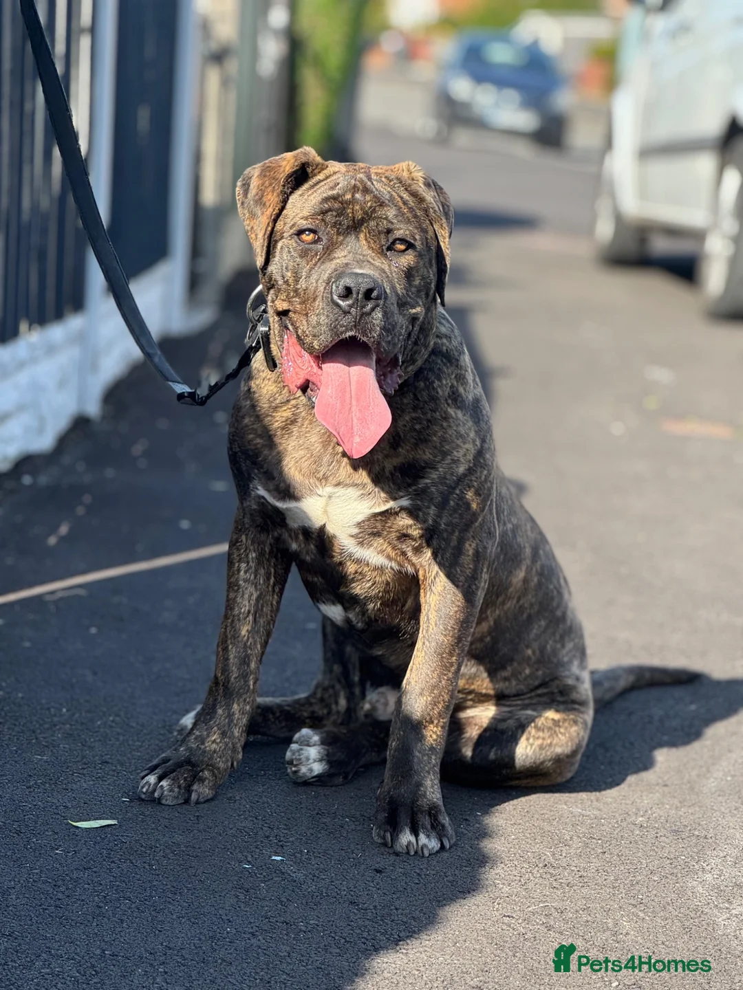 Cane Corso dogs for sale: Cane Corso puppy  in Birmingham - Advert 2