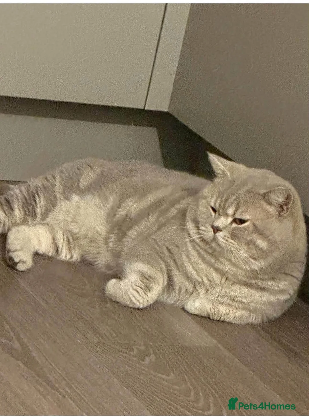 British Shorthair cats for stud: Puffy - Advert 2