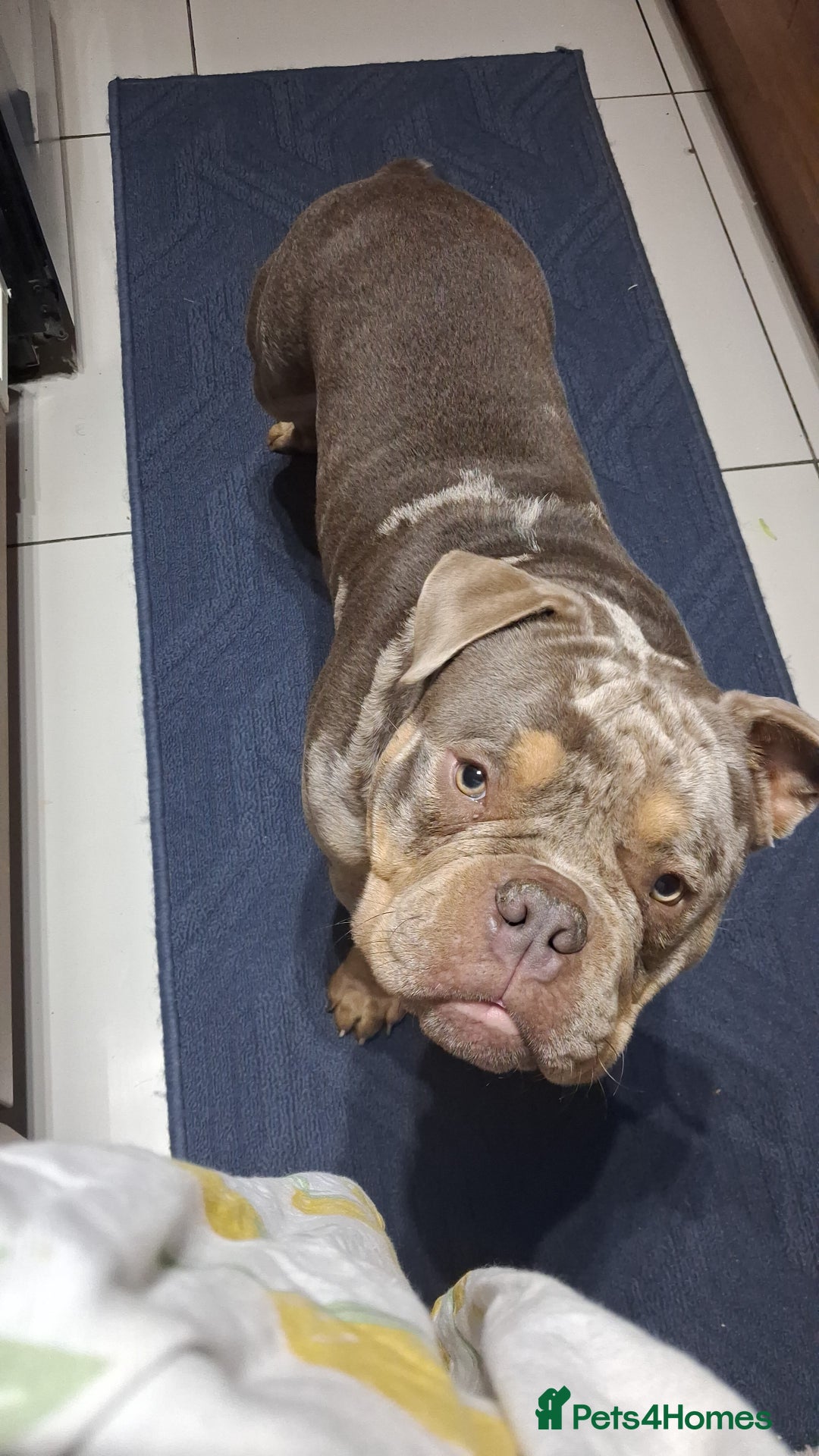 American Bully dogs for sale: American bully pocket boys  - Advert 2