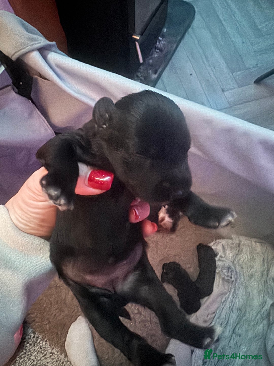 Miniature Schnauzer dogs for sale: Miniature Schnauzer pups for sale - Advert 17