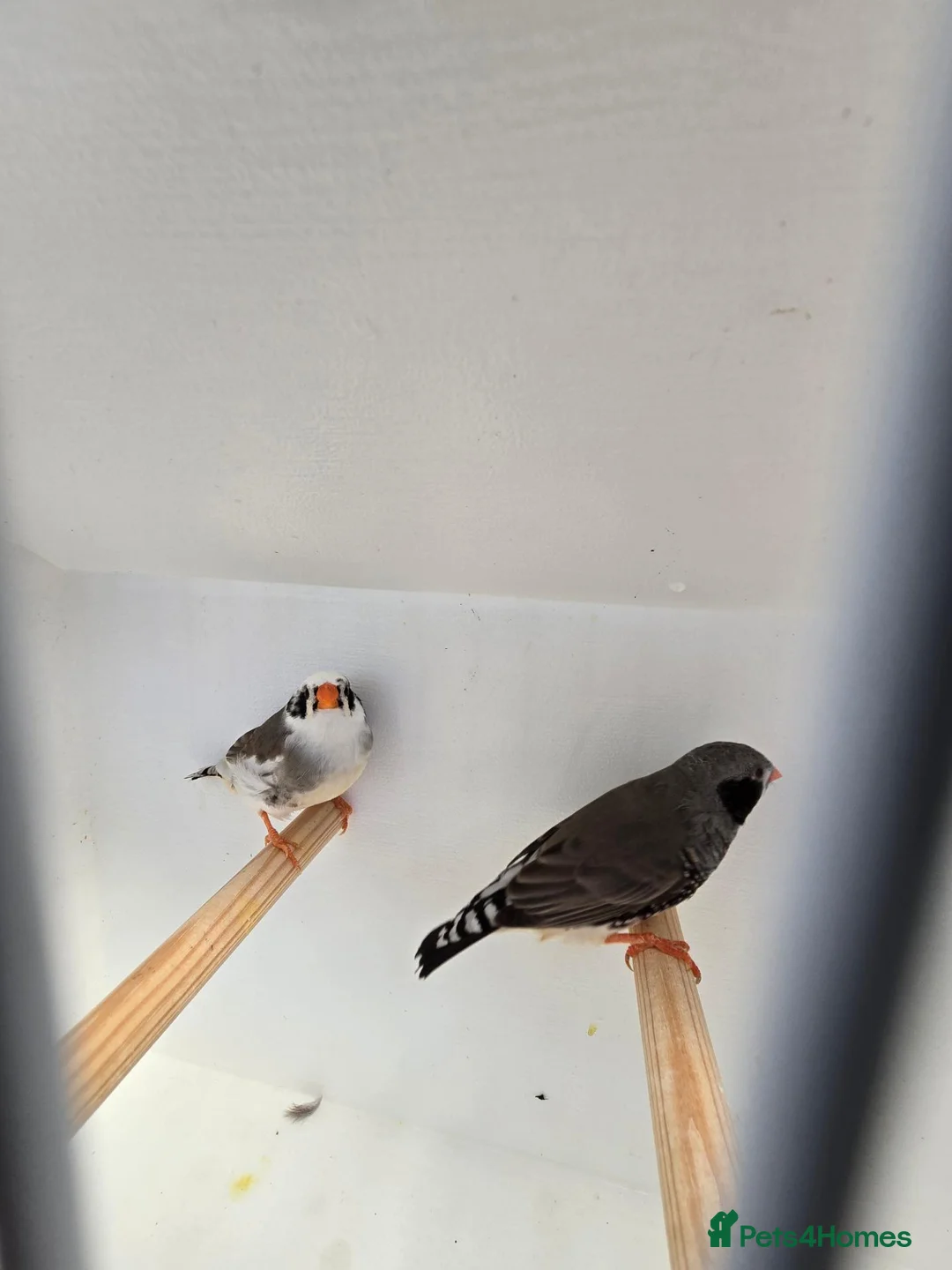 Finches birds for sale: Zebra finches in Cardiff - Advert 1