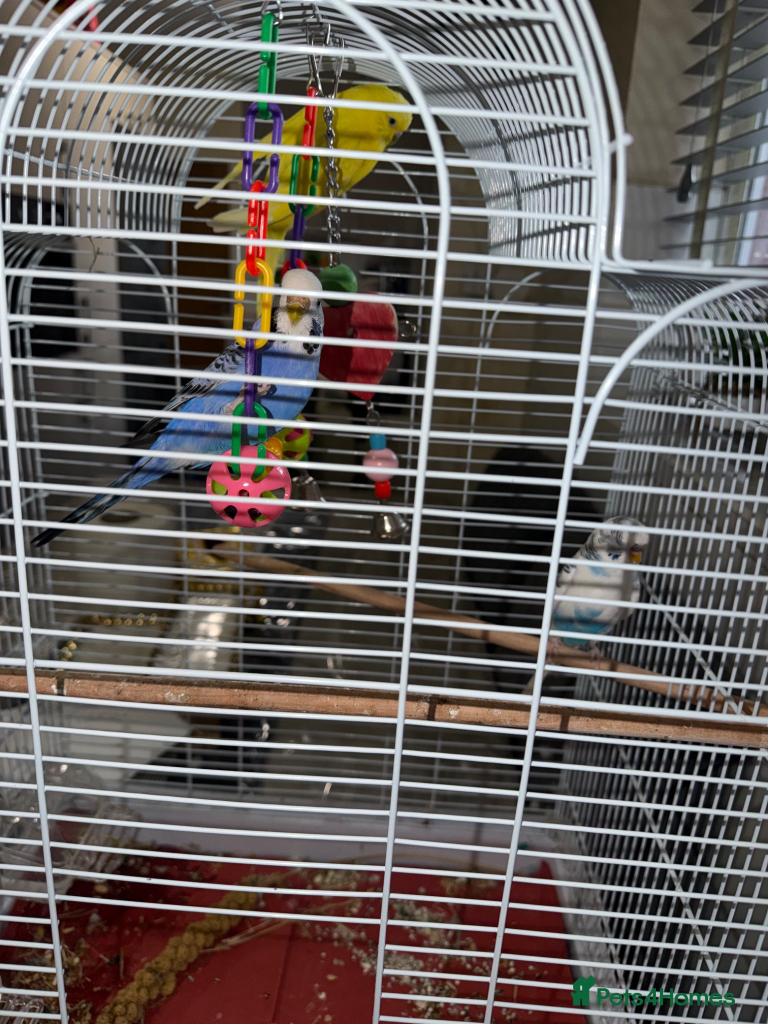 Budgerigars birds Budgies - Advert 1