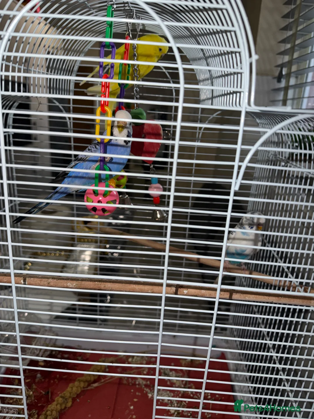 Budgerigars birds for sale: Budgies - Advert 1